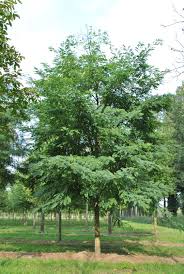 Attēlu rezultāti vaicājumam “Robinia pseudoacacia”