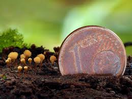 Attēlu rezultāti vaicājumam “Hemitrichia clavata macro”