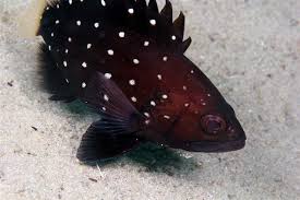 Image result for Hyporthodus niveatus