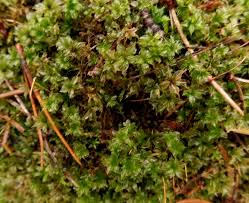 Attēlu rezultāti vaicājumam “Acrocarpous mosses”