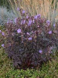 Image result for Geranium pratense