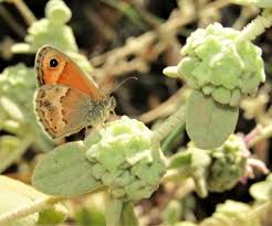 Attēlu rezultāti vaicājumam “Coenonympha hero underside”