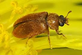 Attēlu rezultāti vaicājumam “Byturus ochraceus”