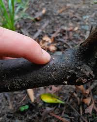 Attēlu rezultāti vaicājumam “Physarum nitens”