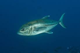 Image result for Trachurus mediterraneus