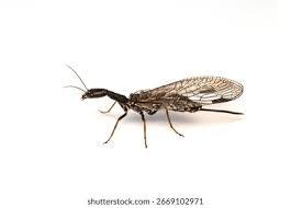 Attēlu rezultāti vaicājumam “Raphidioptera”