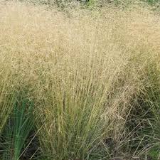 Attēlu rezultāti vaicājumam “Deschampsia flexuosa bud”