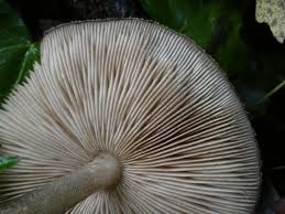 Attēlu rezultāti vaicājumam “Pluteus umbrosus”