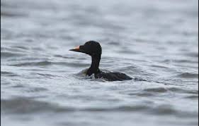 Attēlu rezultāti vaicājumam “Melanitta nigra”