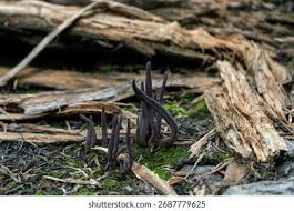 Attēlu rezultāti vaicājumam “Xylaria longipes”