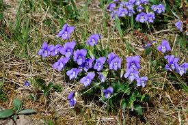Attēlu rezultāti vaicājumam “Viola canina flower”