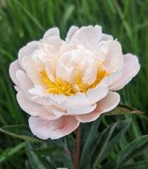 Attēlu rezultāti vaicājumam “Paeonia lactiflora”