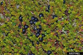 Attēlu rezultāti vaicājumam “Empetraceae”