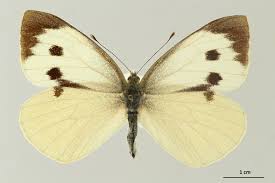 Attēlu rezultāti vaicājumam “Pieris brassicae male”