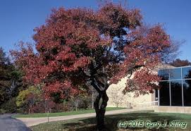 Attēlu rezultāti vaicājumam “Acer tataricum subsp. ginnala leaf”