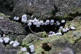 Attēlu rezultāti vaicājumam “Physarum bryomacrocarpum macro”