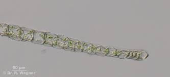 Attēlu rezultāti vaicājumam “Rhizomnium punctatum sporophyte”