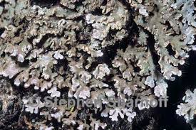 Attēlu rezultāti vaicājumam “Physconia enteroxantha”