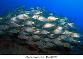 Image result for Pomadasys incisus