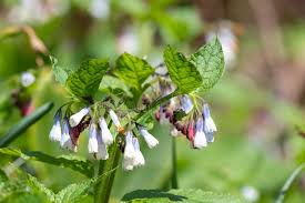 Attēlu rezultāti vaicājumam “Symphytum grandiflorum flower”