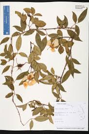 Attēlu rezultāti vaicājumam “Xylita laevigata”