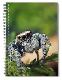 Attēlu rezultāti vaicājumam “Evarcha falcata”