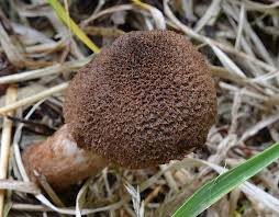 Attēlu rezultāti vaicājumam “Inocybe lanuginosa”