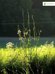Attēlu rezultāti vaicājumam “Tragopogon pratensis subsp. pratensis leaf”