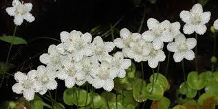 Attēlu rezultāti vaicājumam “Parnassiaceae”