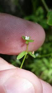 Attēlu rezultāti vaicājumam “Galium trifidum”
