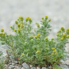 Attēlu rezultāti vaicājumam “Matricaria discoidea leaf”