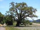 LIVE OAK UU Church Endowment
