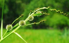 Attēlu rezultāti vaicājumam “Sparganium minimum leaf”