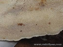 Attēlu rezultāti vaicājumam “Antrodia sinuosa”