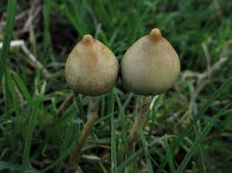 Attēlu rezultāti vaicājumam “Psilocybe sp.”