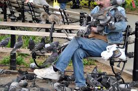 Attēlu rezultāti vaicājumam “Columba livia f. domestica adult”