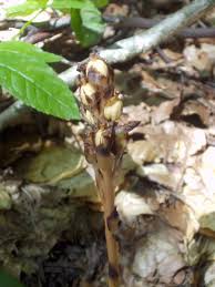 Attēlu rezultāti vaicājumam “Monotropa hypopitys bud”