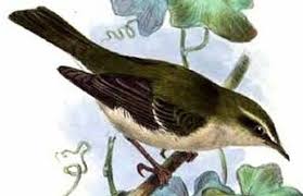 Attēlu rezultāti vaicājumam “Phylloscopus trochiloides adult”