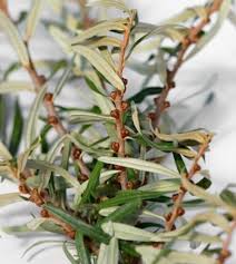 Attēlu rezultāti vaicājumam “Hippophae rhamnoides leaf”