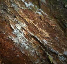 Attēlu rezultāti vaicājumam “Athelia pyriformis”