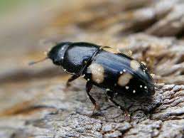 Attēlu rezultāti vaicājumam “Glischrochilus quadripunctatus imago”