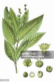 Attēlu rezultāti vaicājumam “Mercurialis perennis bud”