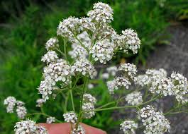 Attēlu rezultāti vaicājumam “Lepidium latifolium flower”