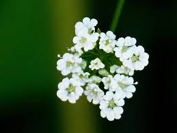 Attēlu rezultāti vaicājumam “Torilis japonica leaf”