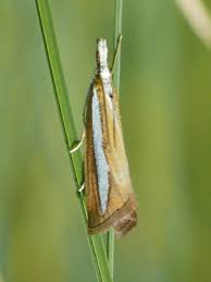 Attēlu rezultāti vaicājumam “Catoptria margaritella”