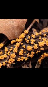 Attēlu rezultāti vaicājumam “Lindbladia tubulina spores”