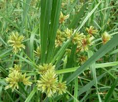 Attēlu rezultāti vaicājumam “Cyperaceae”