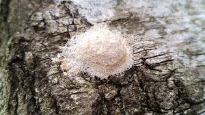 Attēlu rezultāti vaicājumam “Fuligo candida”