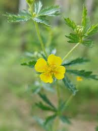 Attēlu rezultāti vaicājumam “Potentilla erecta flower”