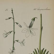 Attēlu rezultāti vaicājumam “Lobelia dortmanna flower”